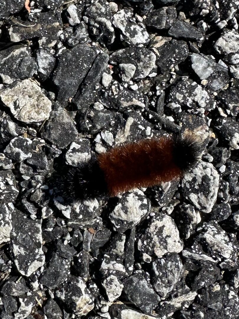 What kind of winter will we have in New England? The Everyday Ecologist