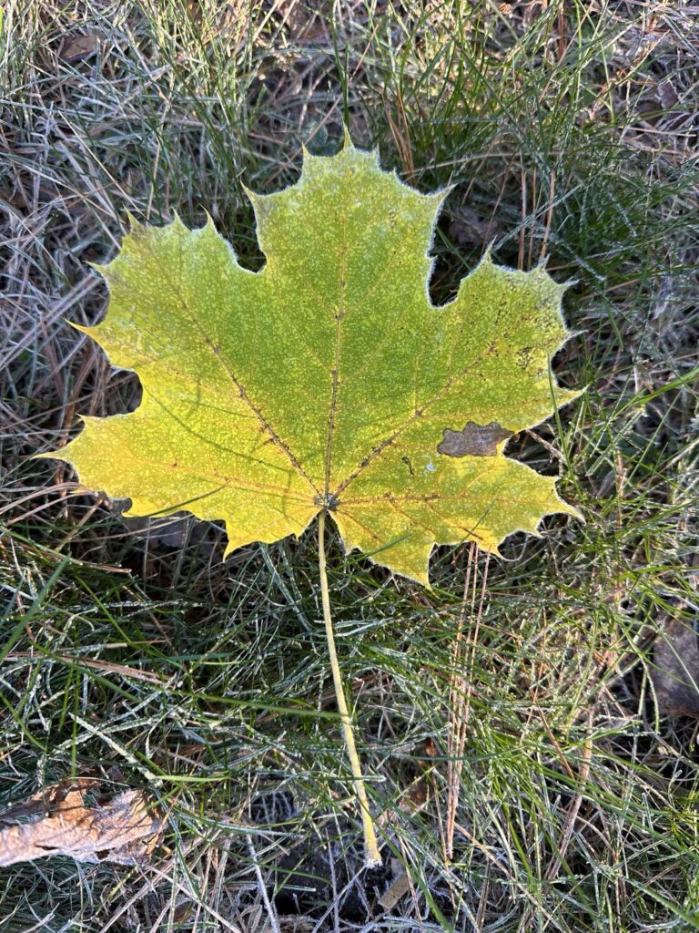 A leaf that is sitting on the ground.