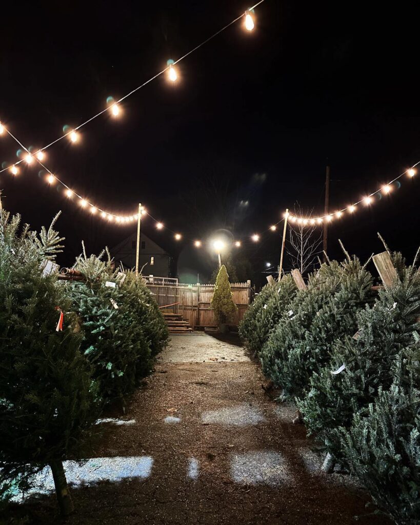 A garden with many bushes and lights on the side
