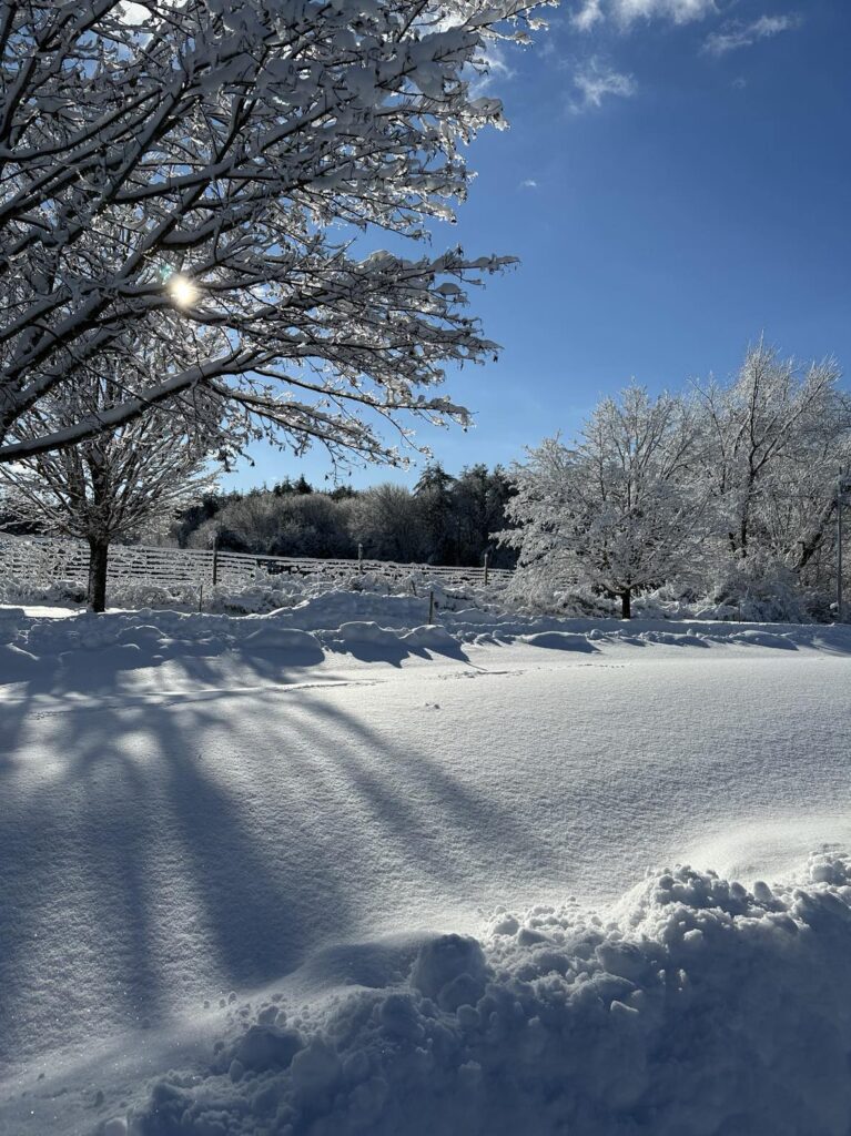 A snowy field with trees and bushes in the background.
