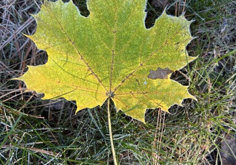 A leaf that is sitting on the ground.
