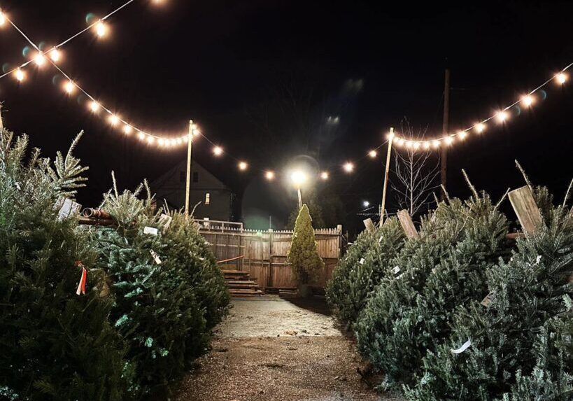 A garden with many bushes and lights on the side