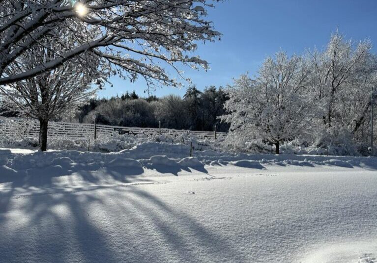 A snowy field with trees and bushes in the background.